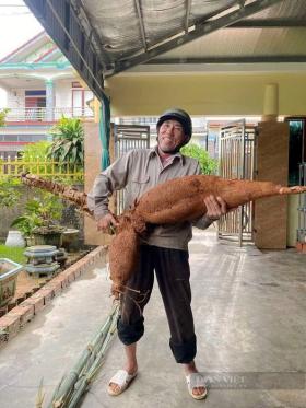  Lão nông Hà Tĩnh đào được củ sắn &apos;khủng&apos; chưa từng có, dài hơn 1m, nặng 25kg 