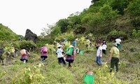  Lão nông Hà Tĩnh đào được củ sắn &apos;khủng&apos; chưa từng có, dài hơn 1m, nặng 25kg 