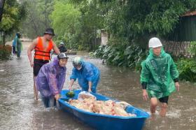 Hà Nội: Tranh nhau mua gà giá 50.000 đồng, ông chủ bần thần mất tiền tỷ  第1张