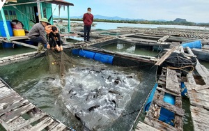 Xử lý đối tượng tung tin &quot;bên trong bụng cá song câu được có bàn tay người&quot;  第4张