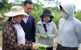 Trấn Yên phấn đấu cứu khoảng 600 ha dâu tằm sau ngập lũ
  第1张