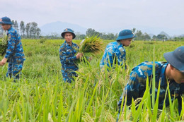 Người Hà Nội lội ruộng mót lúa ngâm nước sau bão Yagi