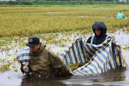 Người Hà Nội lội ruộng mót lúa ngâm nước sau bão Yagi