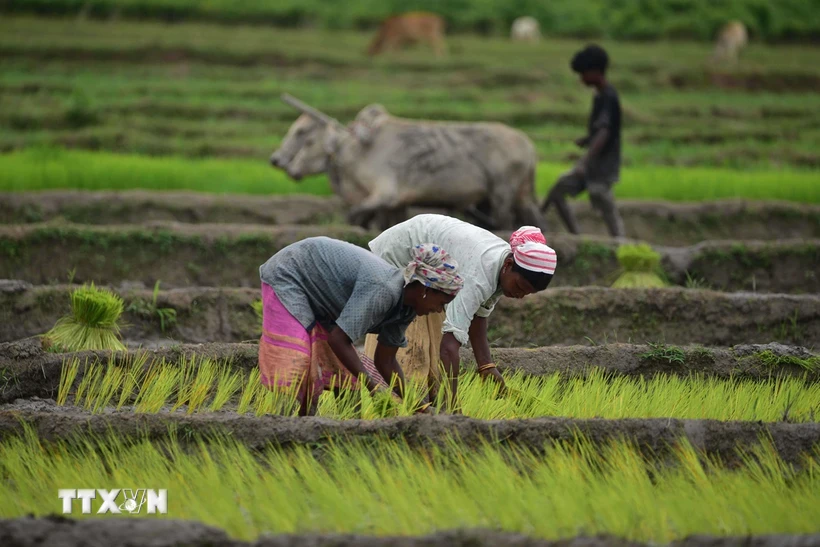  Ấn Độ dỡ bỏ giới hạn giá xuất khẩu gạo Basmati 