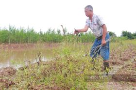 Vựa đào lớn nhất tỉnh Nam Định có nguy cơ bị &quot;xóa sổ&quot; tạm thời