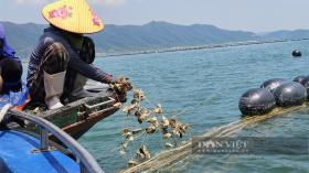 Quảng Ninh: Khách hàng vay vốn bị thiệt hại do cơn bão số 3 sẽ được khoanh nợ như thế nào?