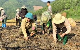 Văn Yên nỗ lực khôi phục sản xuất nông nghiệp sau bão