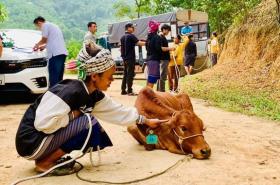 Hỗ trợ sinh kế, nâng cao đời sống đồng bào dân tộc thiểu số vùng cao Minh Hoá