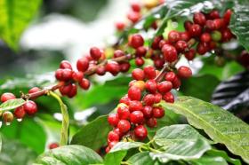 Giá cà phê hôm nay 17/10: Arabica tăng trở lại, Robusta bị áp lực vụ mới  第1张