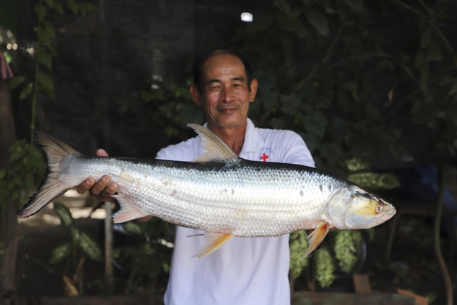  Tìm lại loài cá ‘ma’ khổng lồ trên sông Mekong 