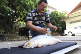  Tìm lại loài cá ‘ma’ khổng lồ trên sông Mekong 