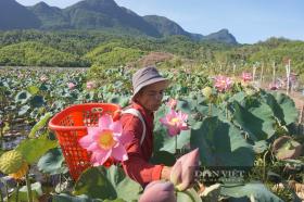 Quảng Nam: Phát triển kinh tế làm đòn bẩy để Duy Xuyên hướng đến huyện nông thôn mới nâng cao