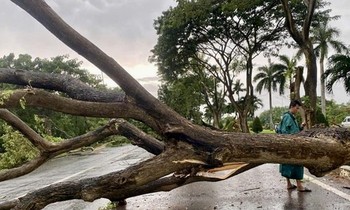  &apos;Vườn rau thanh niên&apos; đạt giải đặc biệt thi vẽ tranh Sắc màu tình nguyện 第14张