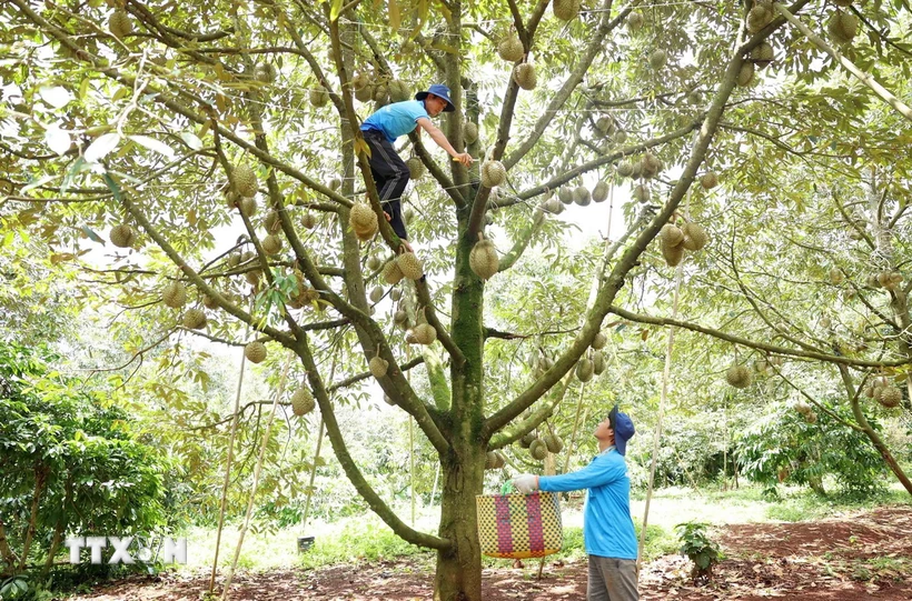 
Giữ uy tín và thương hiệu sầu riêng Việt: Gỡ &apos;điểm nghẽn&apos; về chất lượng
